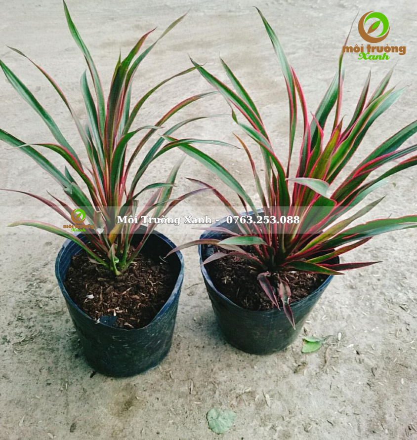 cây ánh dương - môi trường xanh