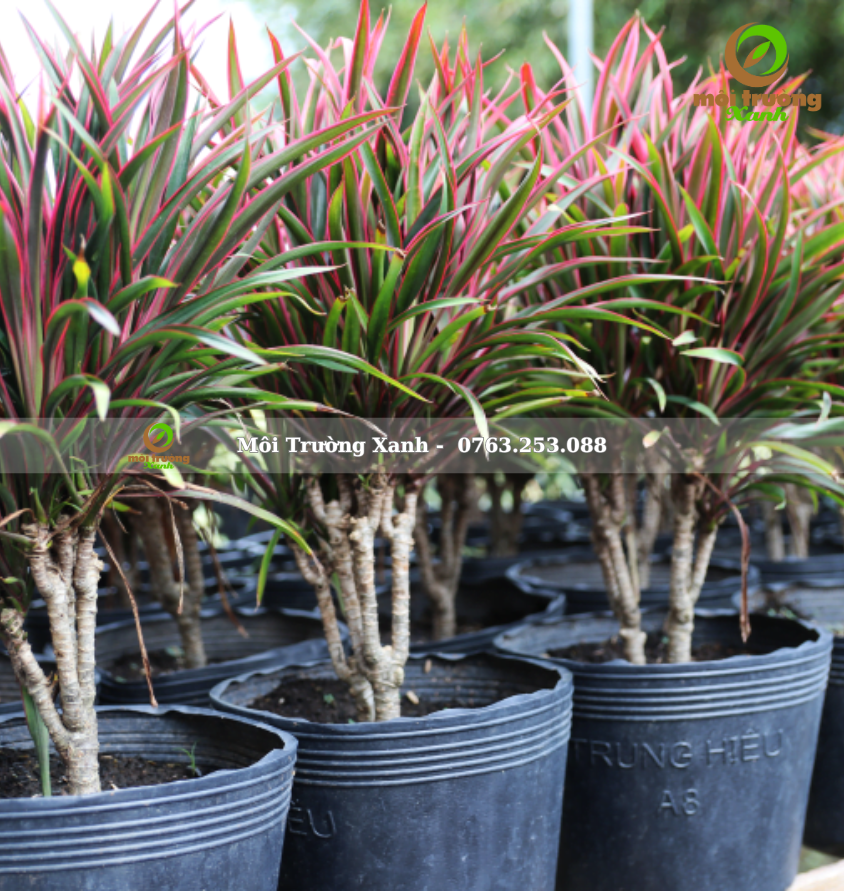 cây ánh dương - môi trường xanh