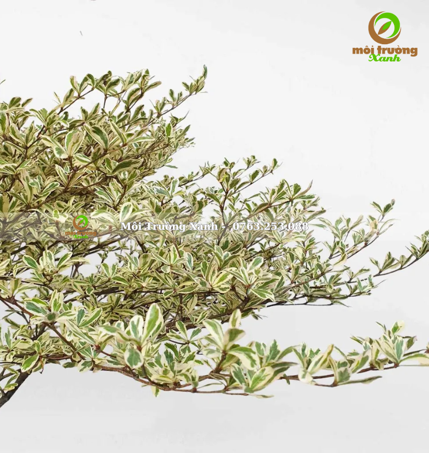 cây bàng đài loan cẩm thạch - môi trường xanh