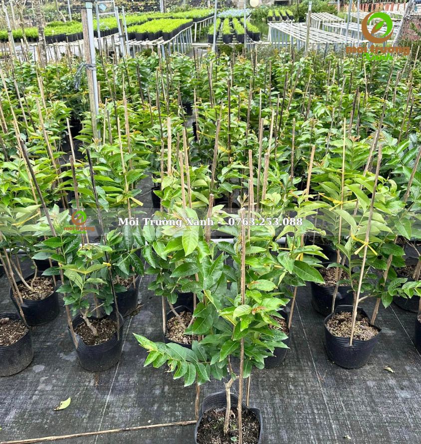 cây bằng lăng thái cao 0.8m - môi trường xanh