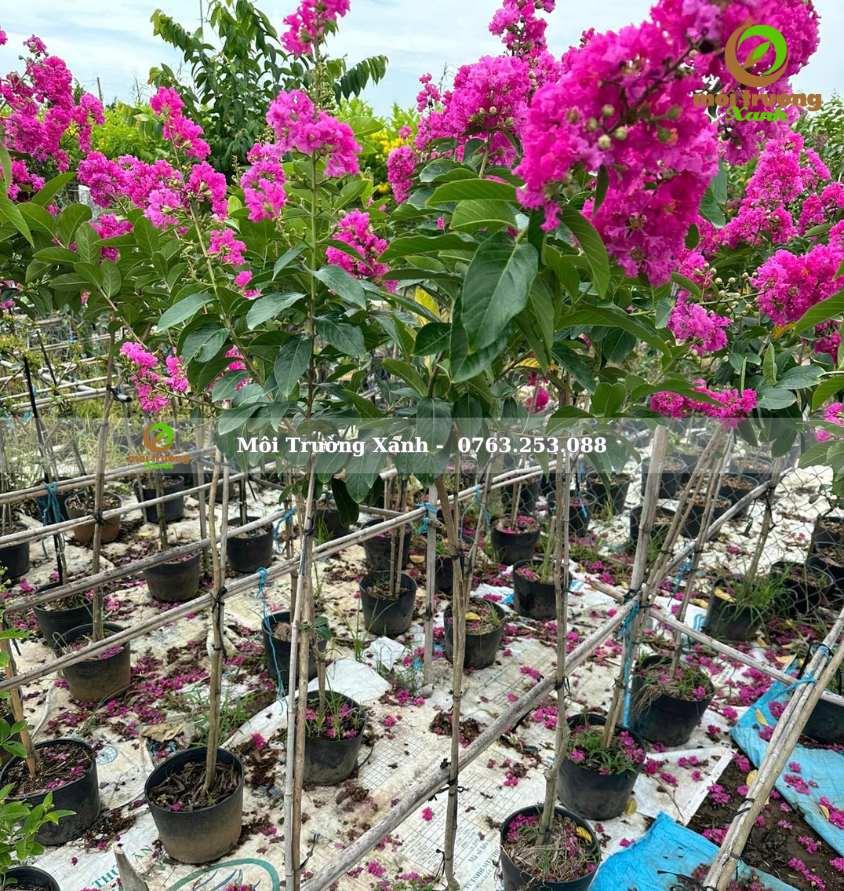 cây bằng lăng thái cao 1.5m có hoa - môi trường xanh