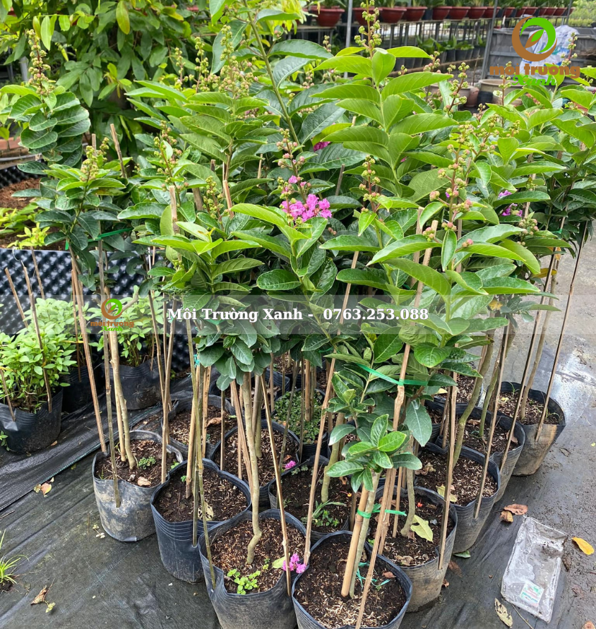 cây bằng lăng thái cao 1m có hoa - môi trường xanh (2)