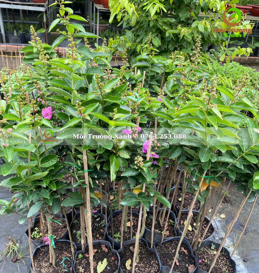 cây bằng lăng thái cao 1m có hoa - môi trường xanh
