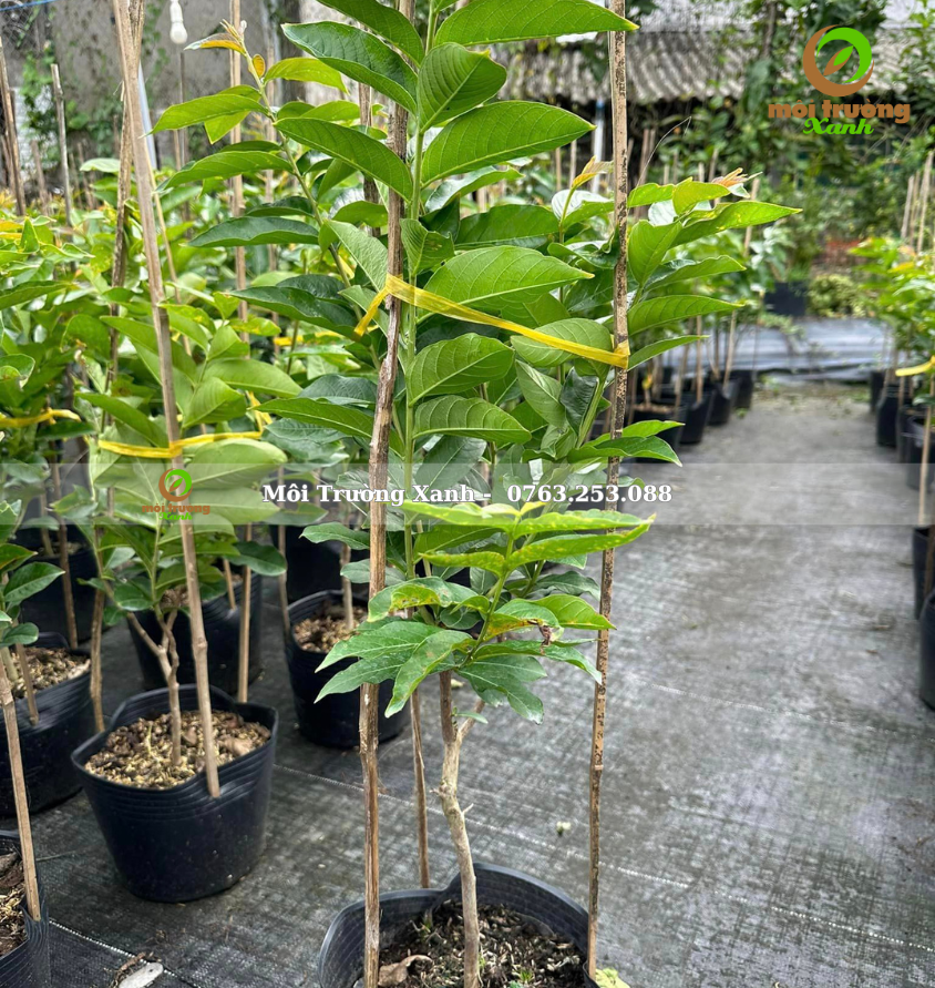 cây bằng lăng thái cao 1m - môi trường xanh