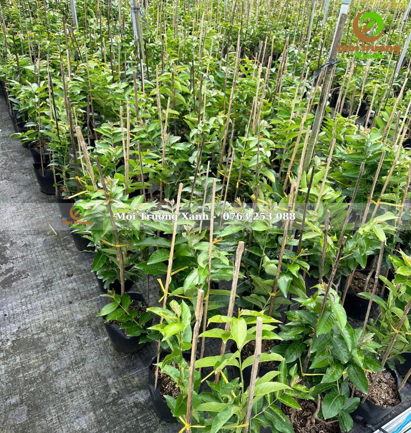 cây bằng lăng thái cây giống - môi trường xanh (2)