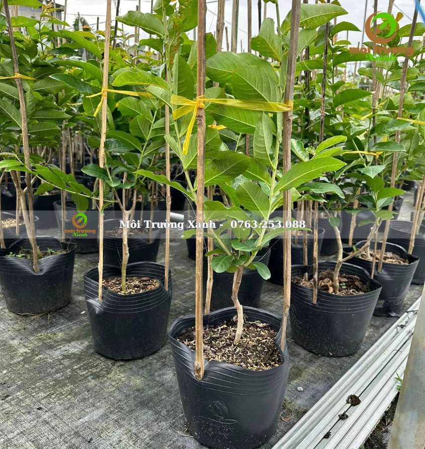 cây bằng lăng thái cây giống - môi trường xanh