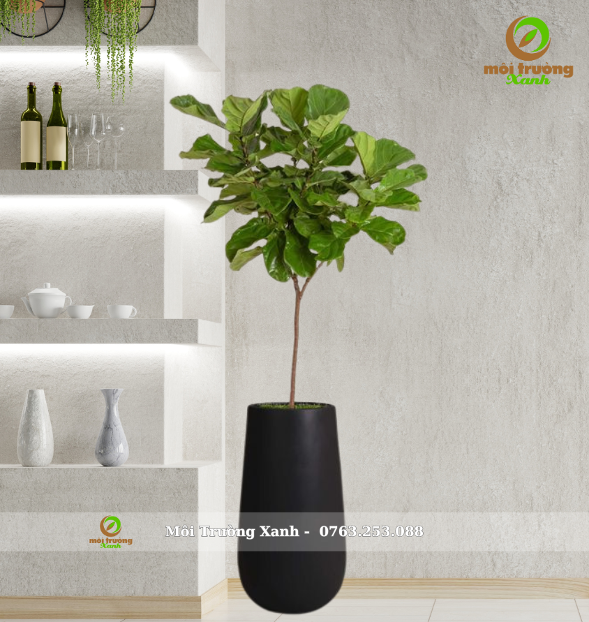 cây bàng singapore - môi trường xanh