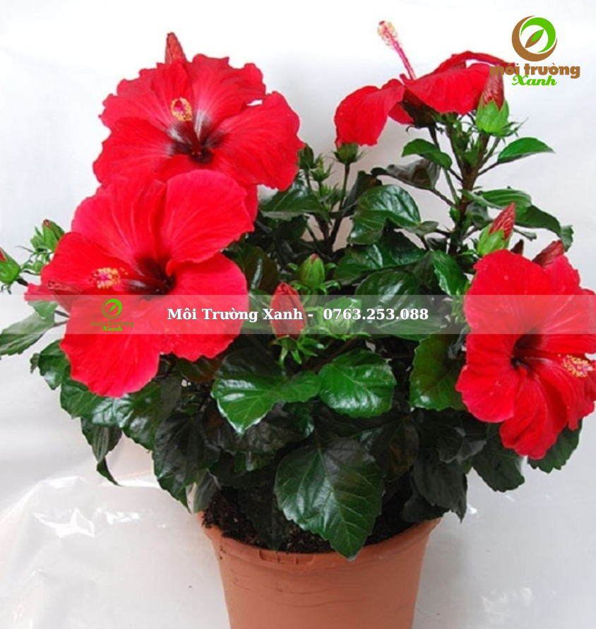 cây bông bụp thái - Hibiscus rosa sinensis 