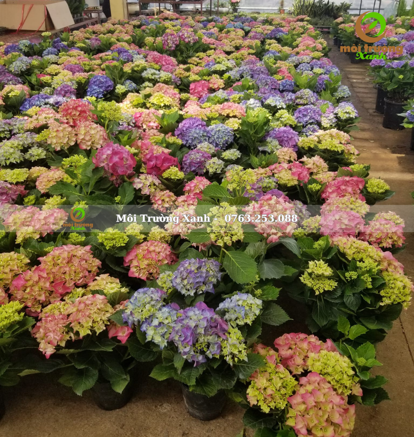 cây cẩm tú cầu - môi trường xanh 