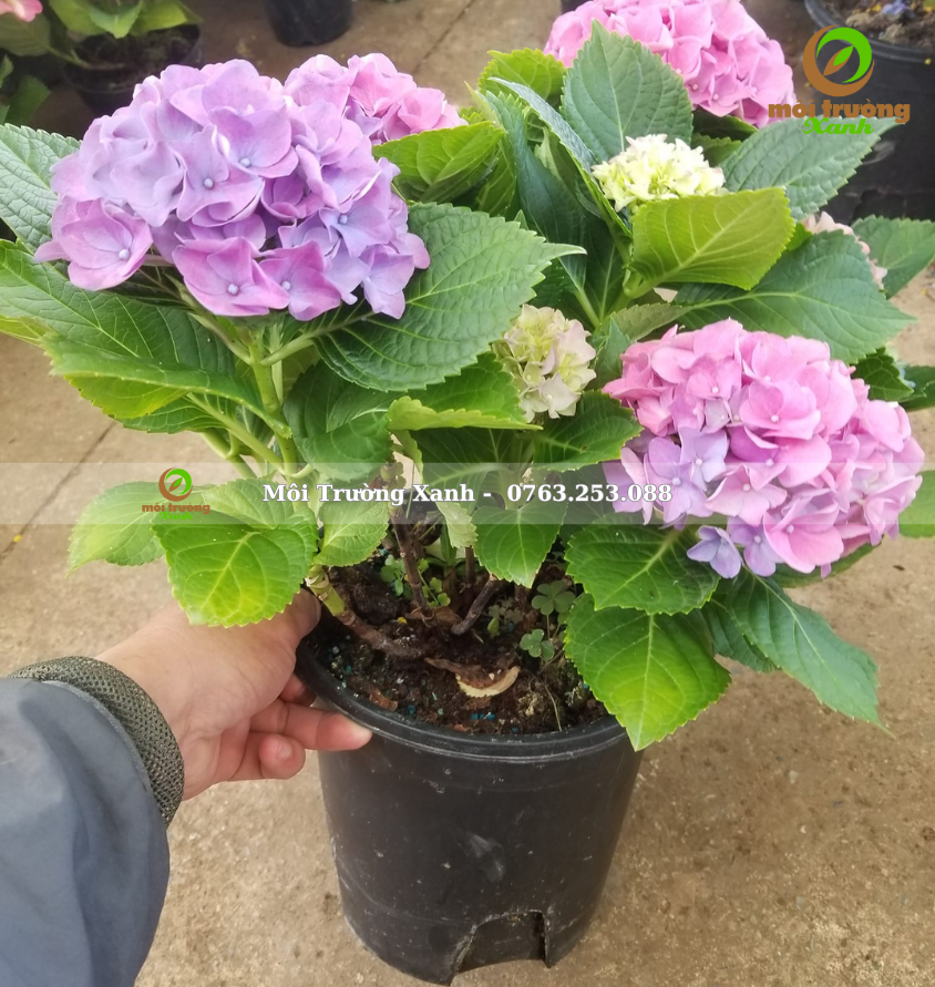 cây cẩm tú cầu - môi trường xanh 