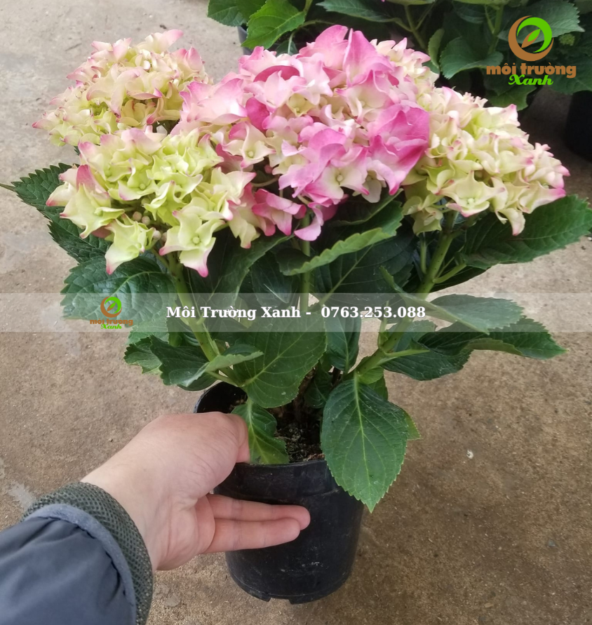 cây cẩm tú cầu - môi trường xanh 