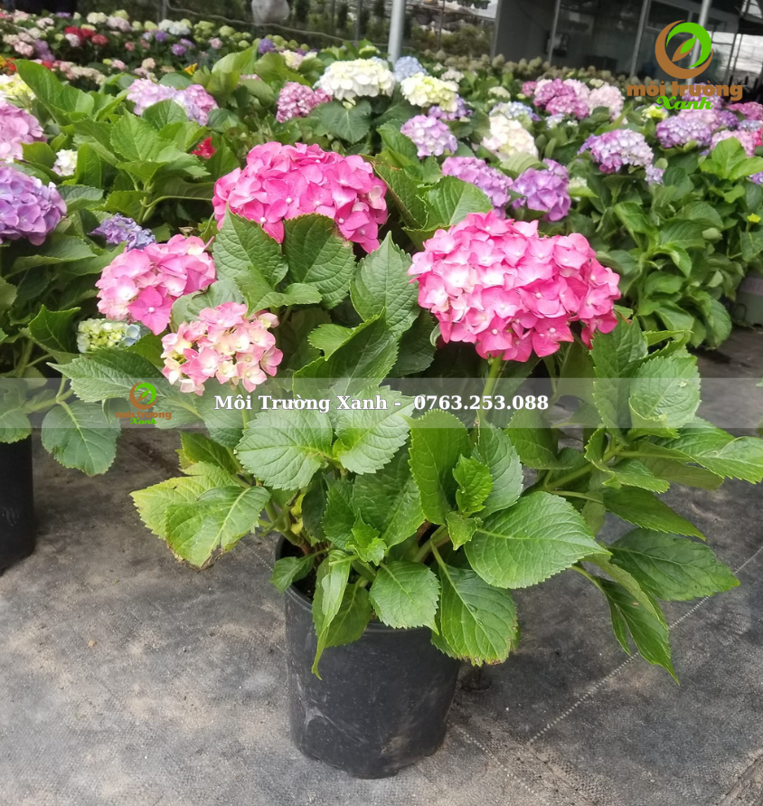 cây cẩm tú cầu - môi trường xanh 