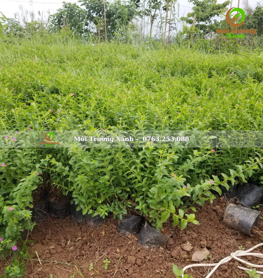 cây cẩm tú mai - môi trường xanh