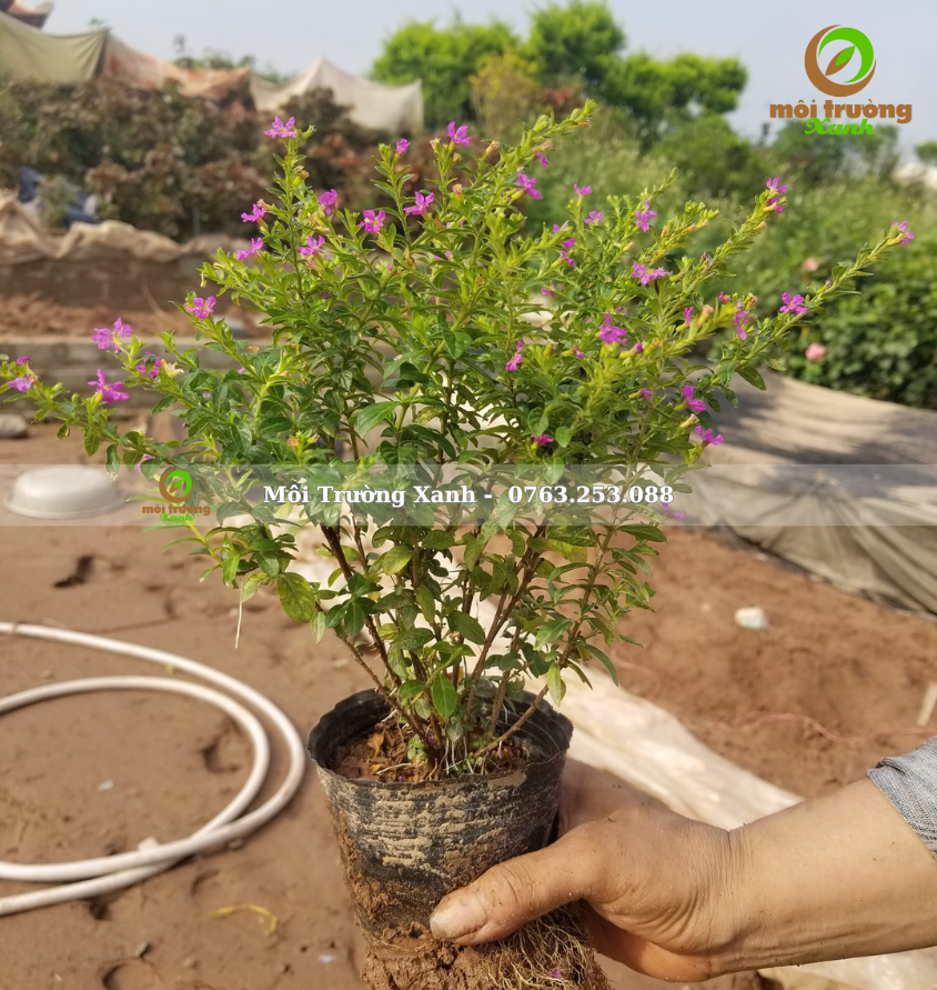 cây cẩm tú mai - môi trường xanh