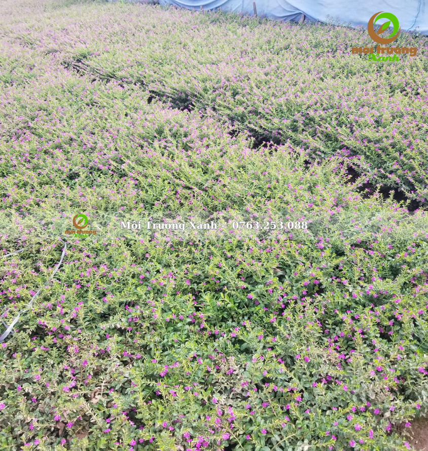 cây cẩm tú mai - môi trường xanh