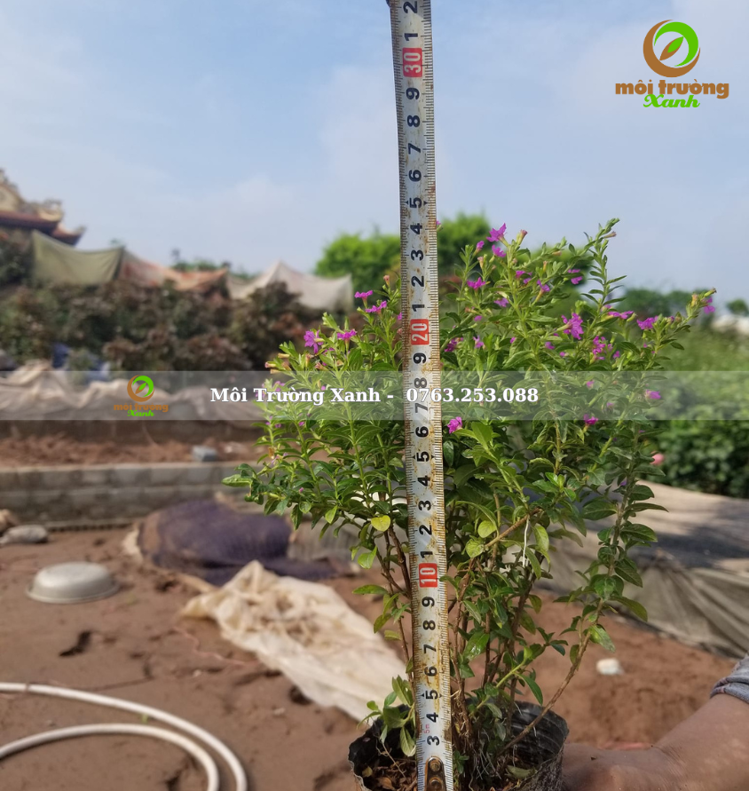 cây cẩm tú mai - môi trường xanh