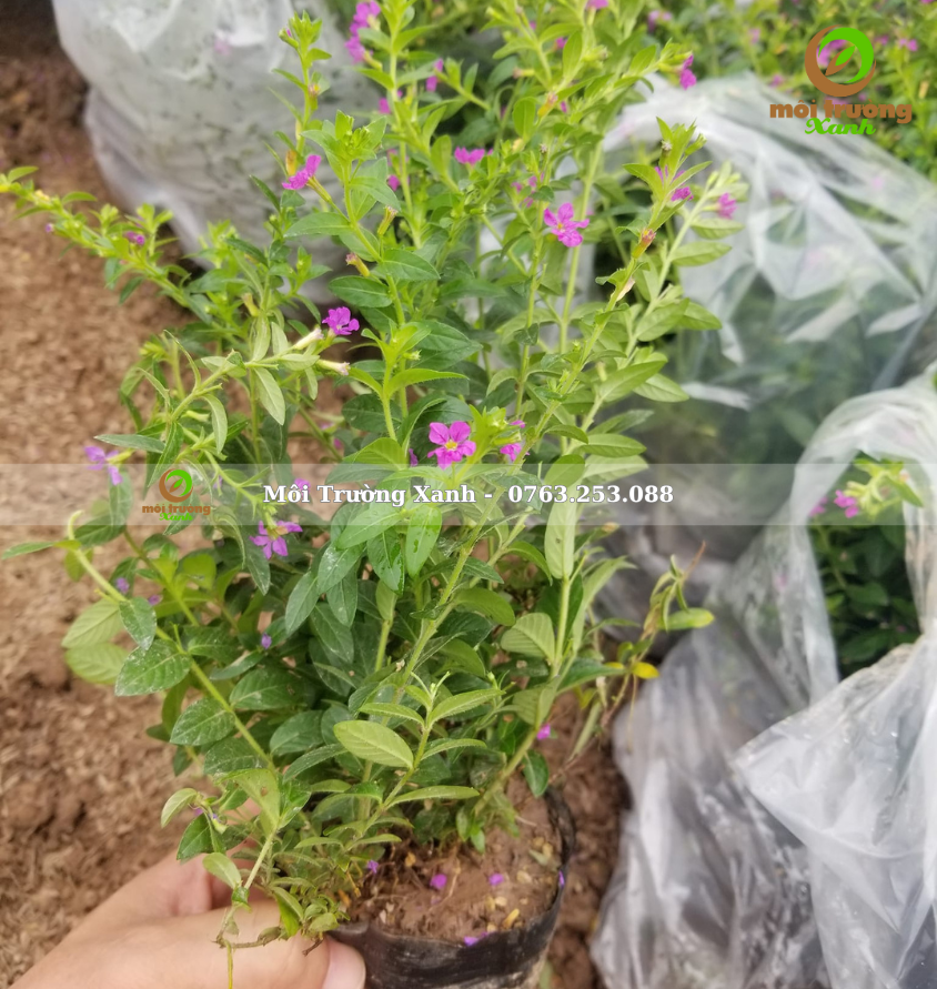 cây cẩm tú mai - môi trường xanh