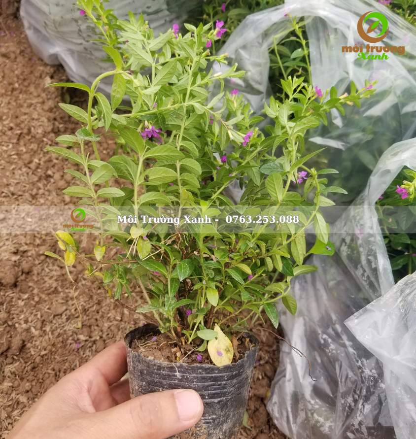 cây cẩm tú mai - môi trường xanh