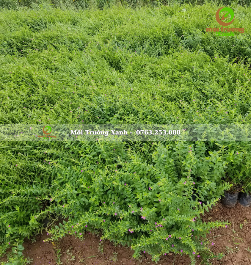 cây cẩm tú mai - môi trường xanh