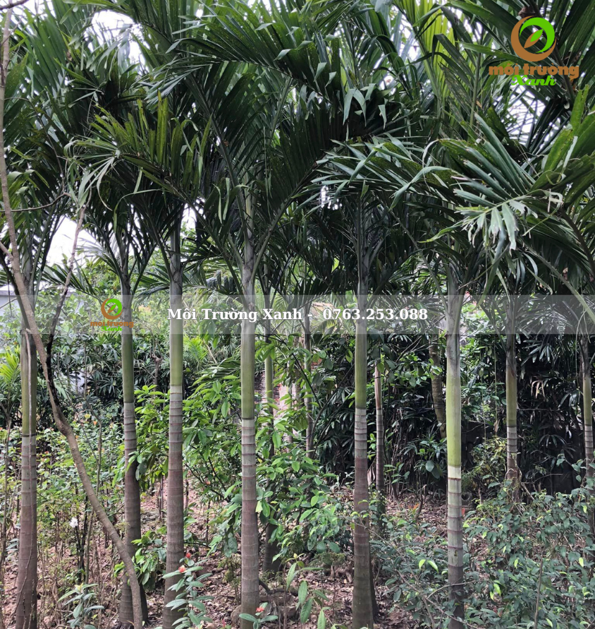 cây cau trắng - môi trường xanh 