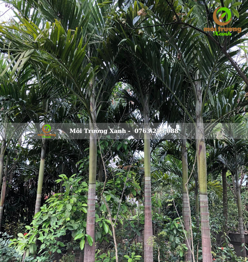 cây cau trắng - môi trường xanh 