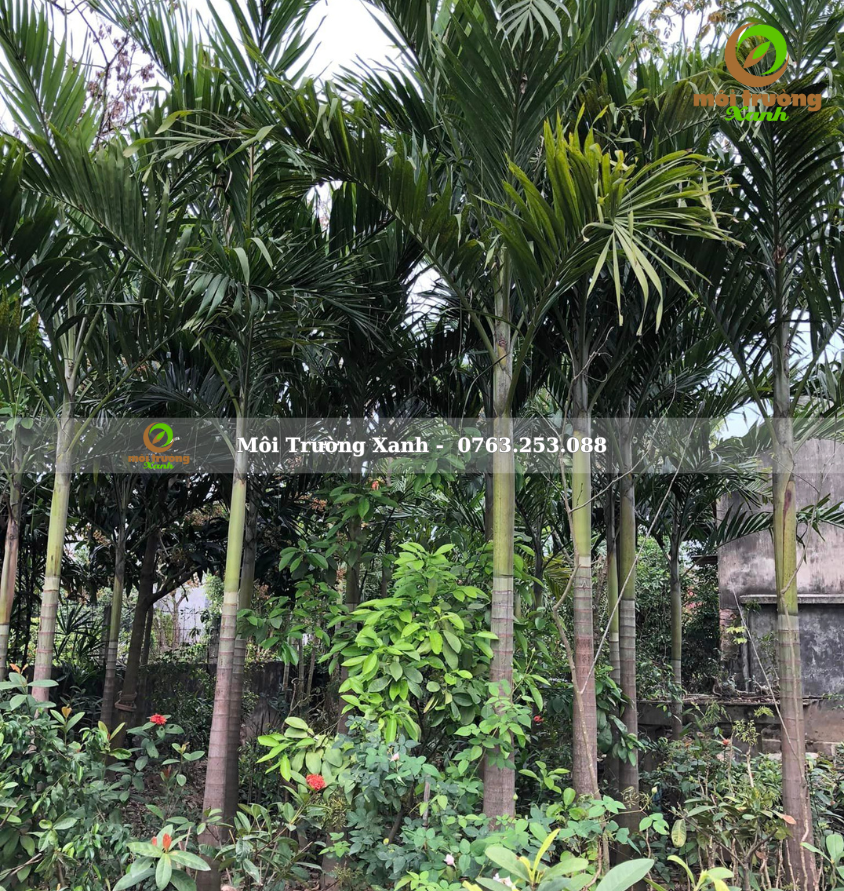 cây cau trắng - môi trường xanh 