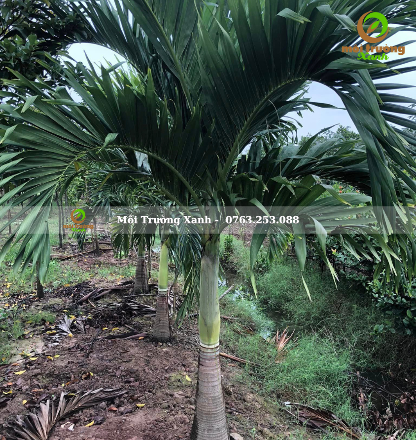 cây cau trắng - môi trường xanh 