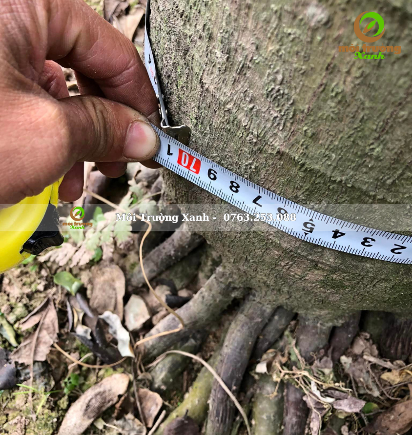 cây cau trắng - môi trường xanh 