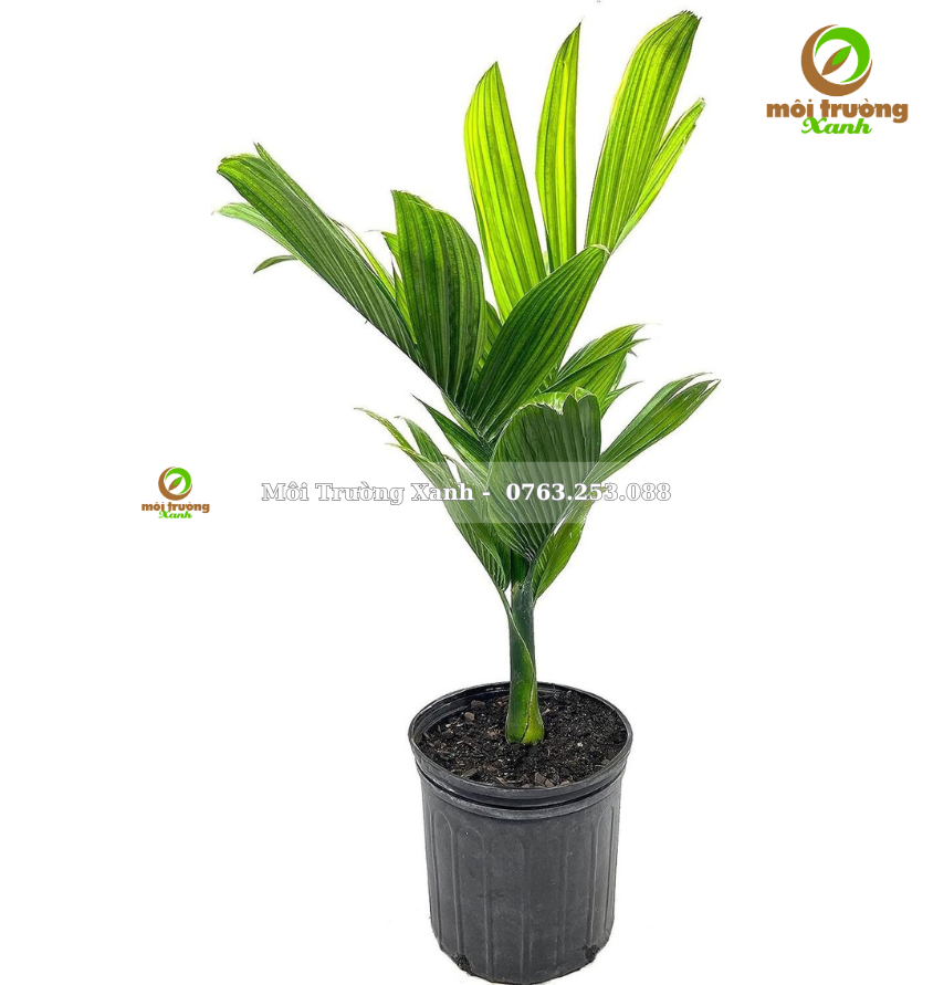 cây cau trắng - môi trường xanh 