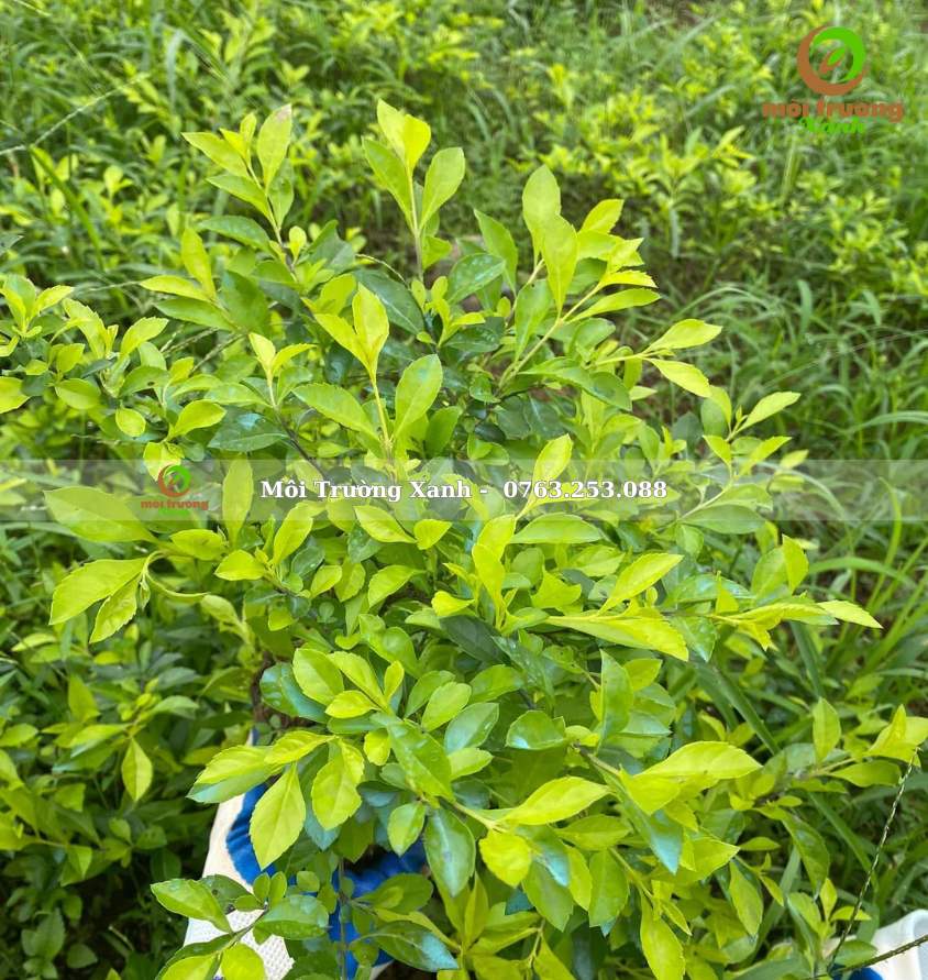 cây chuỗi ngọc - môi trường xanh 