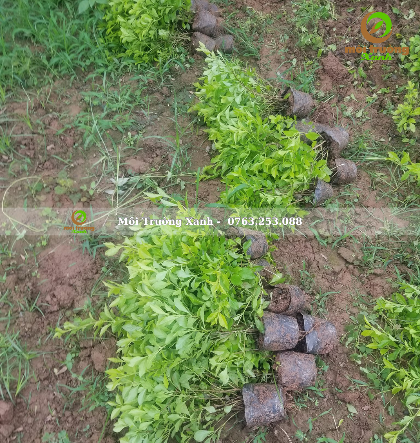 cây chuỗi ngọc - môi trường xanh 