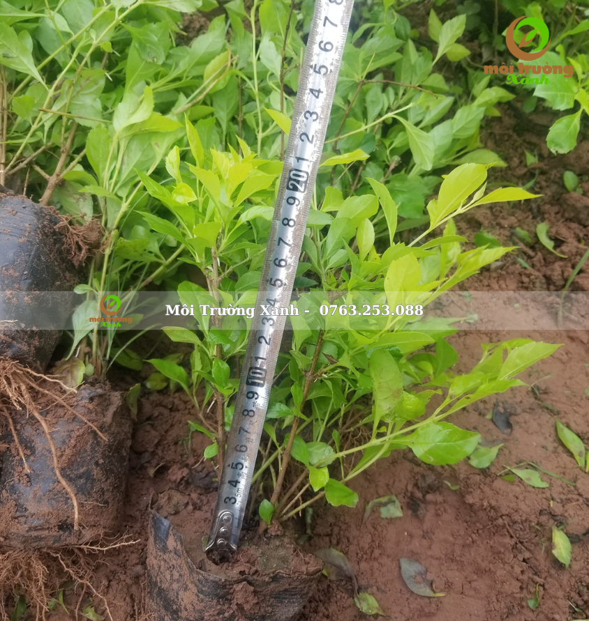 cây chuỗi ngọc - môi trường xanh 