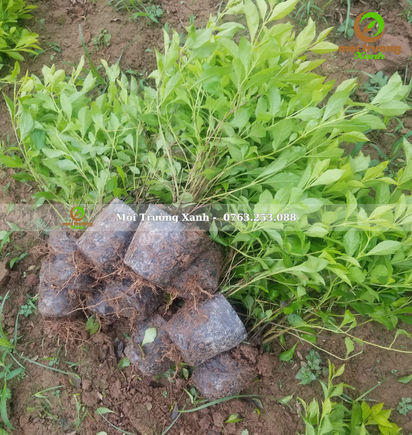 cây chuỗi ngọc - môi trường xanh 