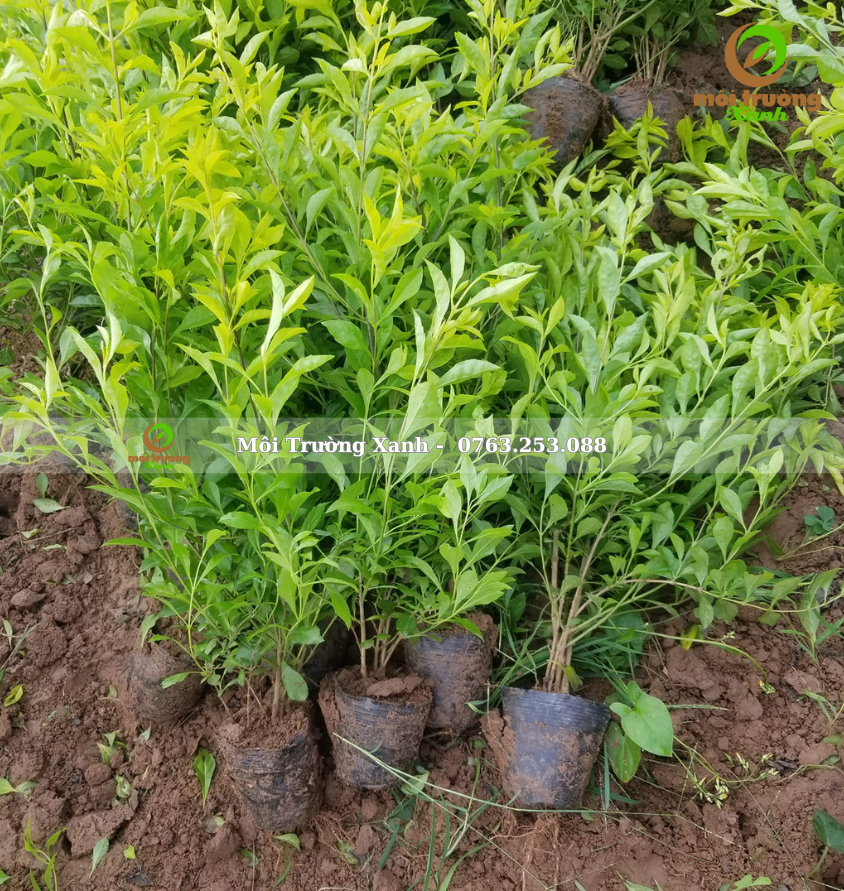 cây chuỗi ngọc - môi trường xanh 