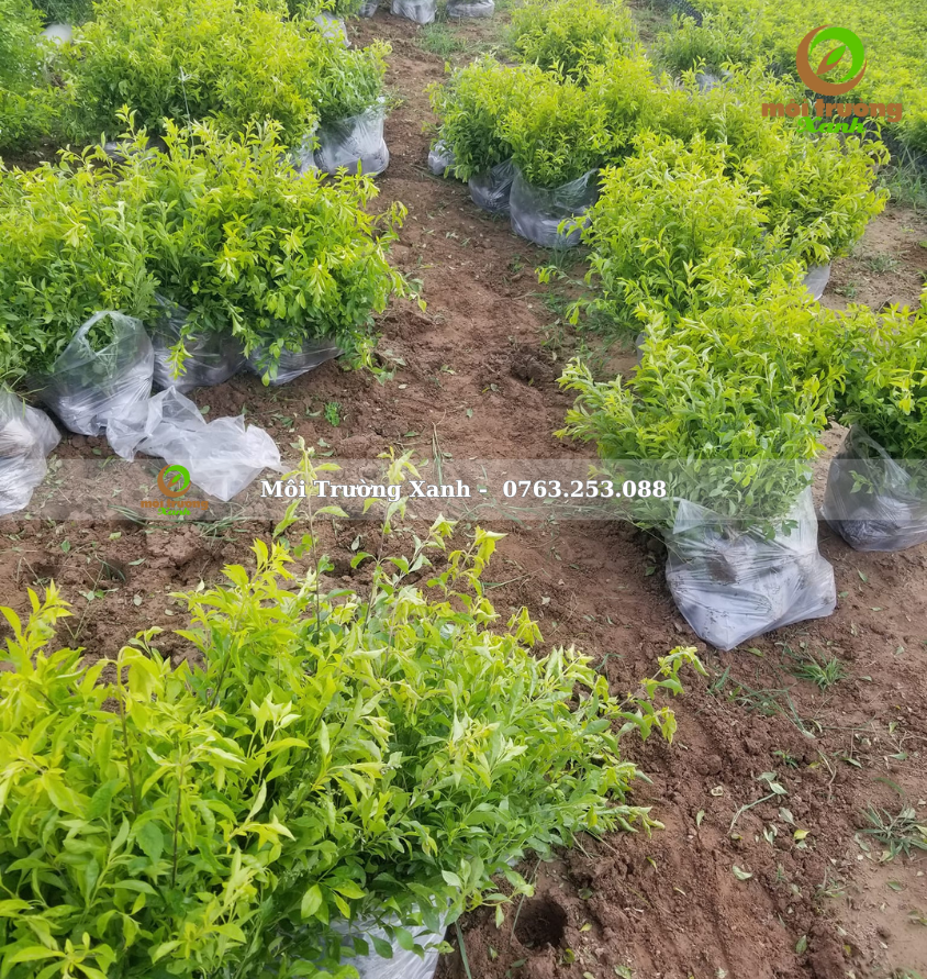 cây chuỗi ngọc - môi trường xanh 