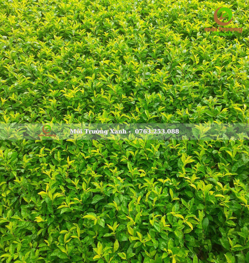 cây chuỗi ngọc - môi trường xanh 