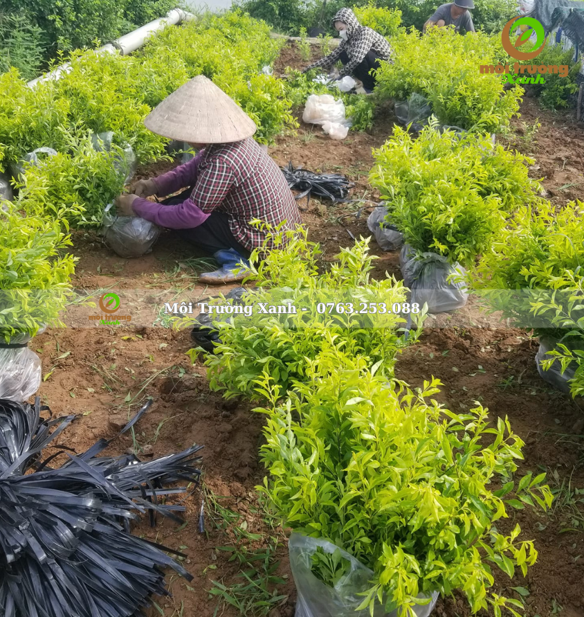 cây chuỗi ngọc - môi trường xanh 