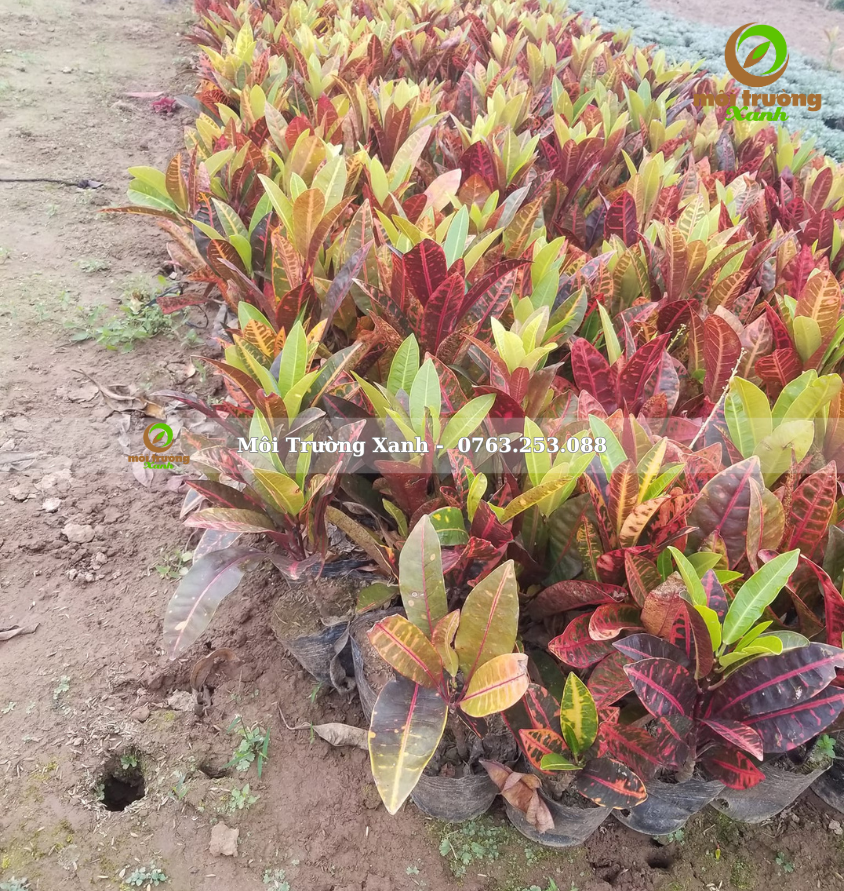 cây cô tòng lá mít