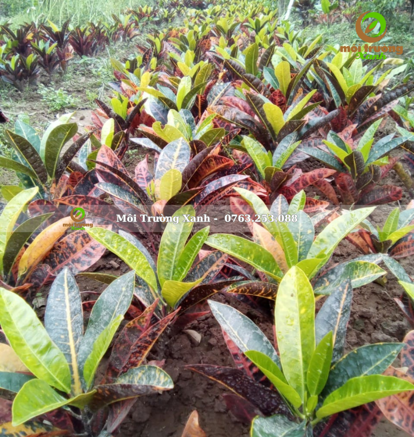 cây cô tòng lá mít