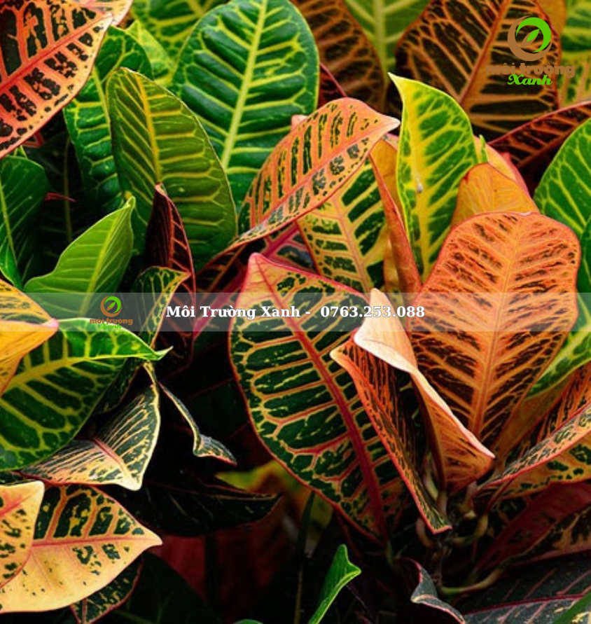 cây cô tòng lá mít