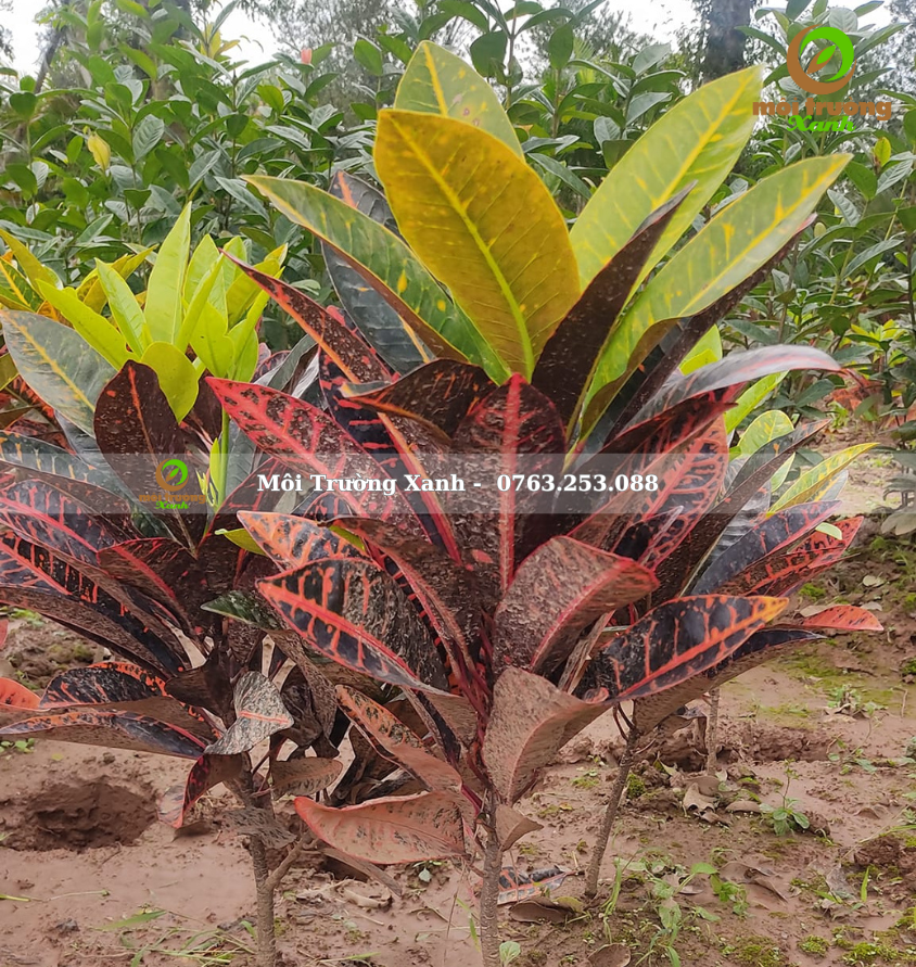 cây cô tòng lá mít