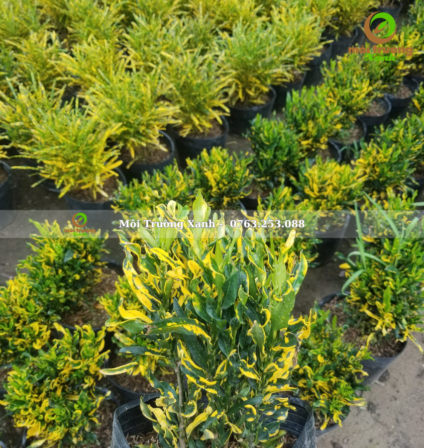 cây cô tòng lá nhún