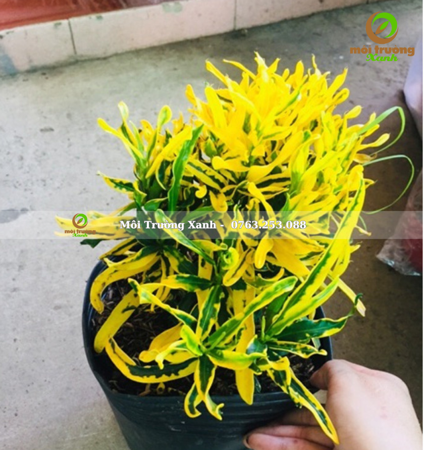 cây cô tòng lá nhún