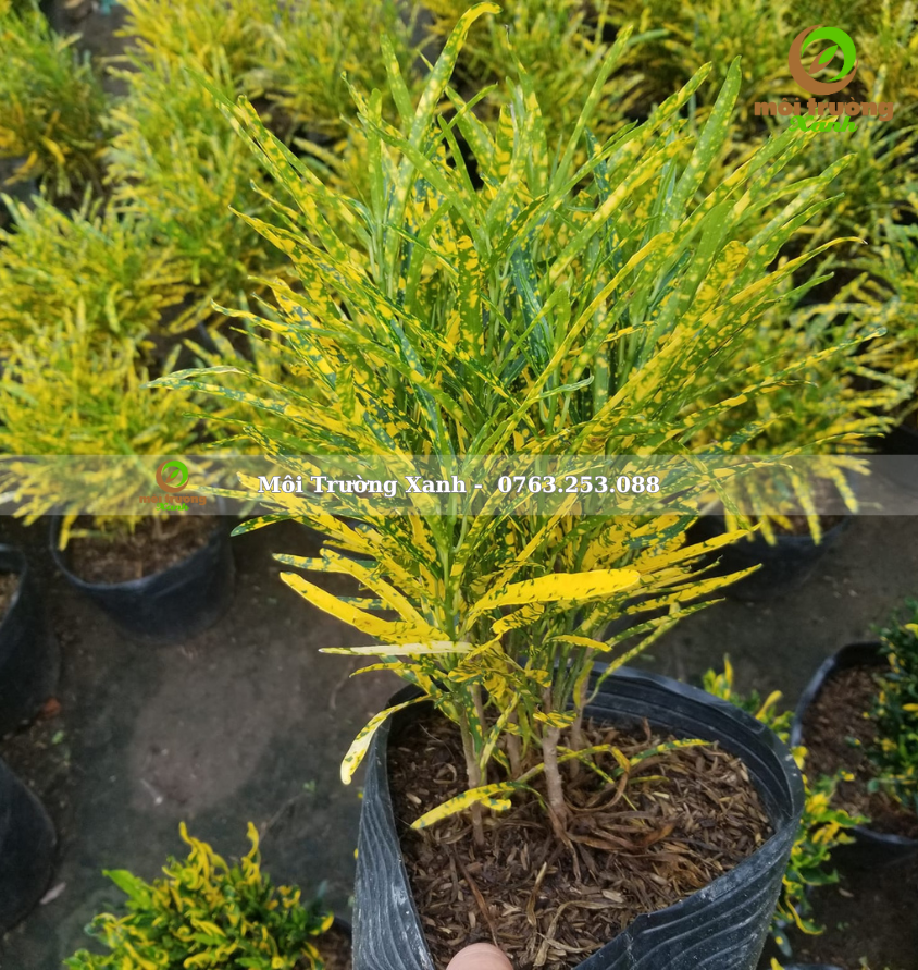 cây cô tòng lá nhún