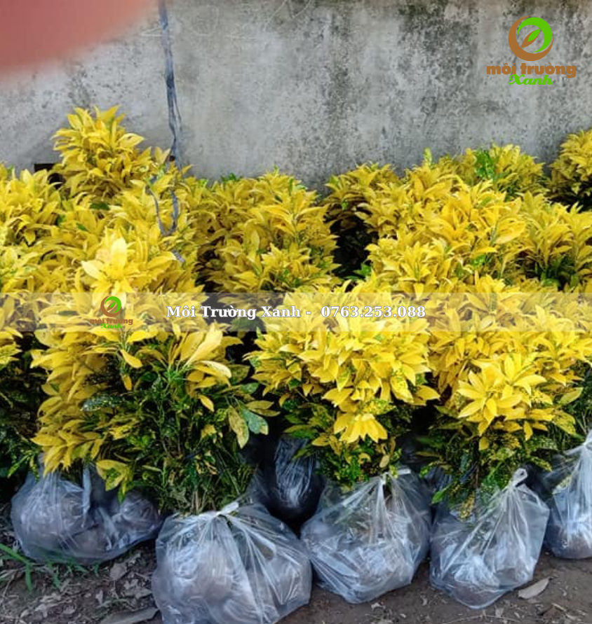 Cây Cô tòng lá đốm