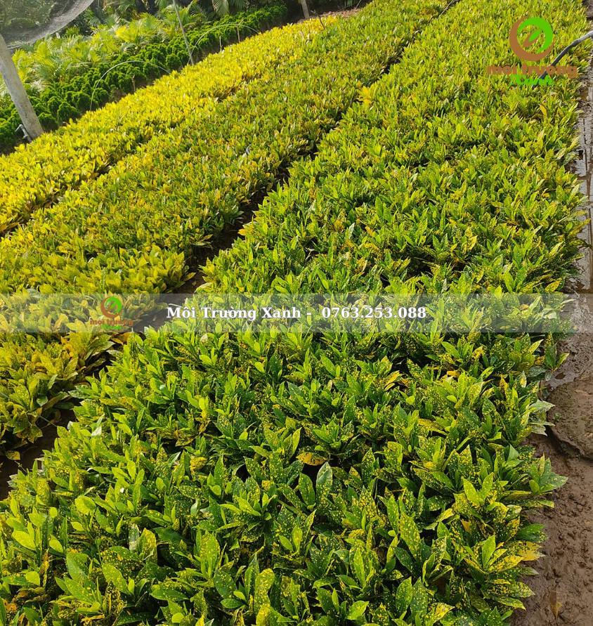 Cây Cô tòng lá đốm