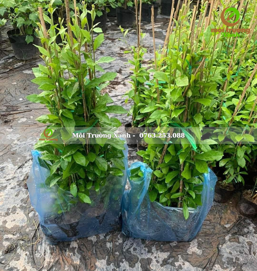 cây cúc tần Ấn Độ