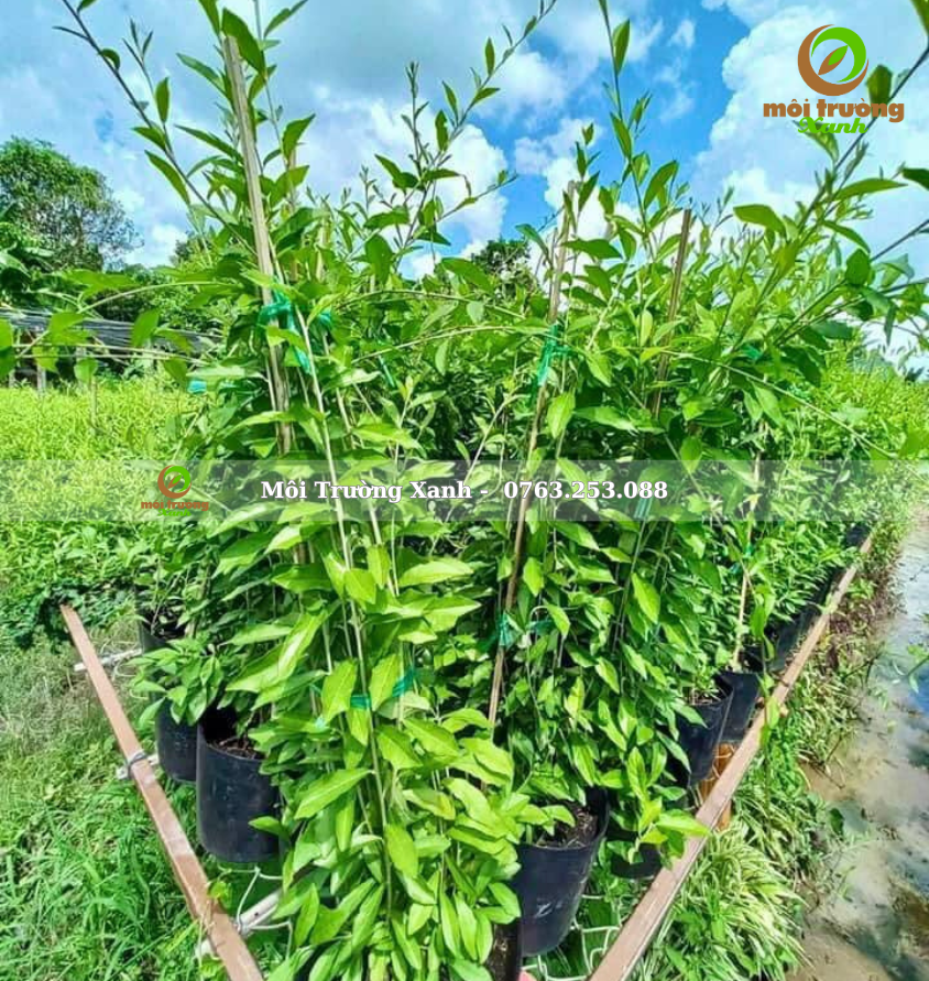 cây cúc tần Ấn Độ