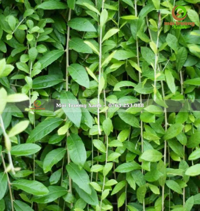 cây cúc tần Ấn Độ