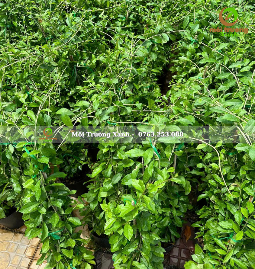 cây cúc tần Ấn Độ